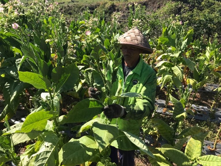 petani tembakau