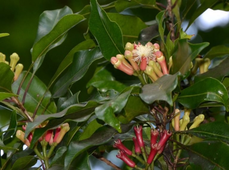Fenomena Pengepulan Daun Cengkeh Mengancam Kelestarian