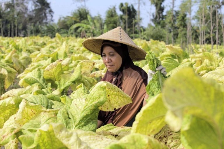 petani tembakau