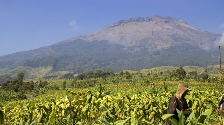 Musim tanam tembakau
