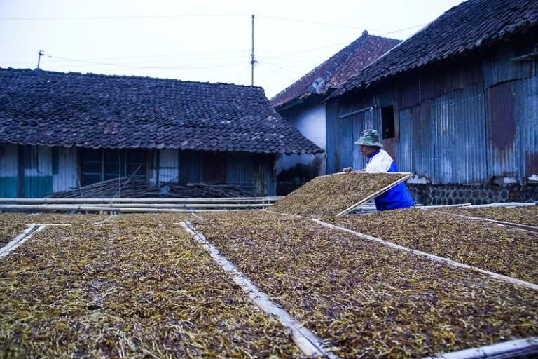 pengendalian tembakau di Indonesia