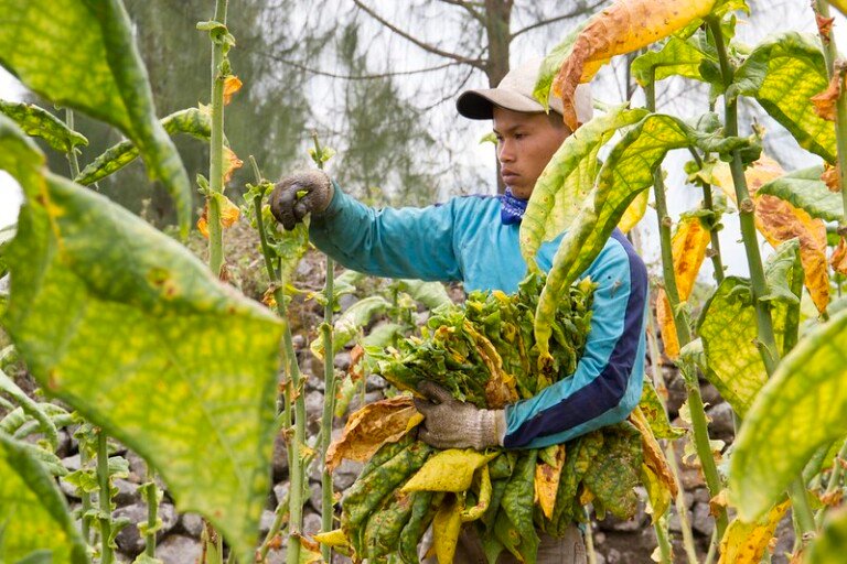 bahaya kementerian kesehatan