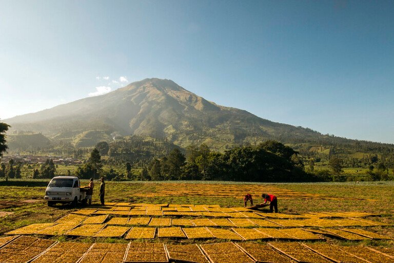 peta pertanian tembakau