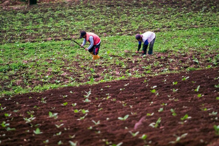 el nino petani tembakau