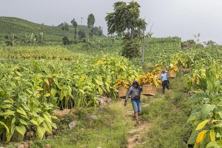 tembakau Indonesia