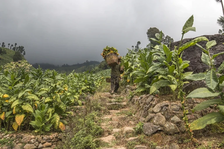 petani tembakau di temanggung
