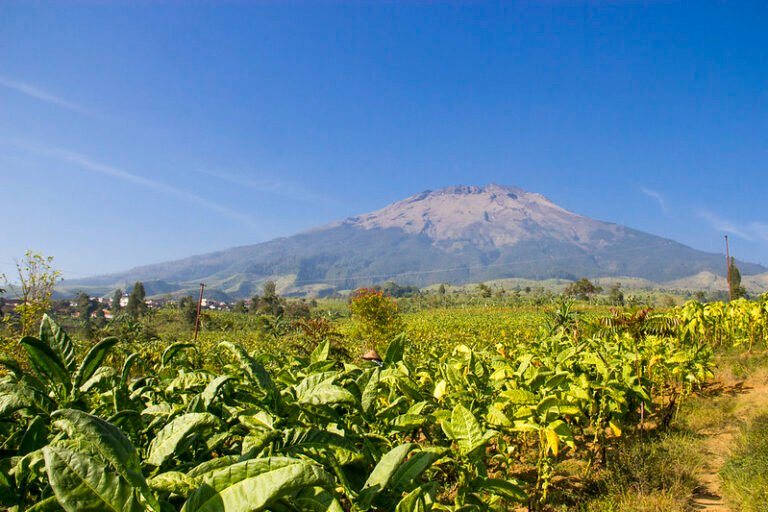 Identitas "Kota Tembakau" Temanggung di ujung tanduk Komunitas Kretek