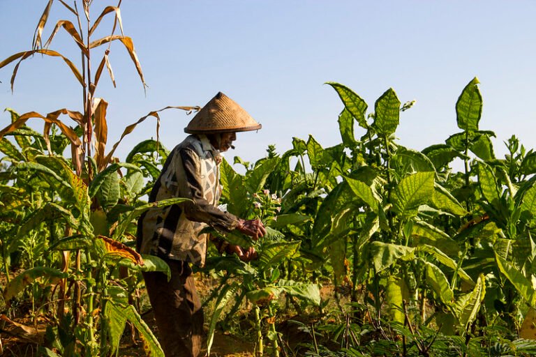1 batang rokok disebut pangkas hidup, tapi petani tembakau Temanggung panjang umur Komunitas Kretek