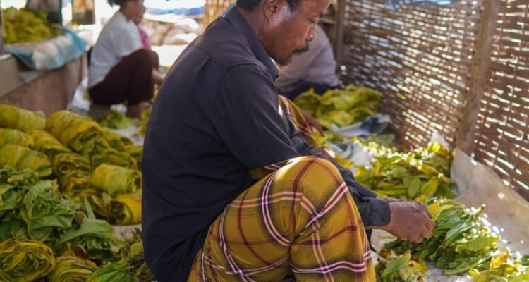 Mengulik Tembakau Tambeng MOJOK.CO
