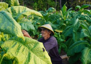Nurwiyadi (74) petani tembakau Siluk di Imogiri Bantul Komunitas Kretek