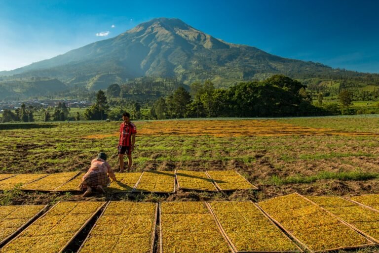 tradisi petani tembakau di lereng sumbing
