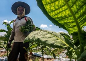 petani tembakau temanggung di lereng sindoro